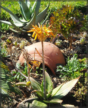 tipuana zulu plant nursery