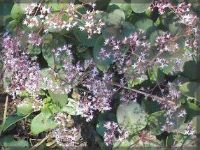 tipuana zulu plant nursery