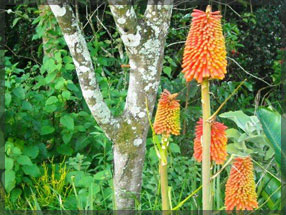 tipuana zulu plant nursery