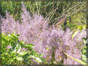 tipuana zulu plant nursery