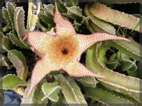 tipuana zulu plant nursery