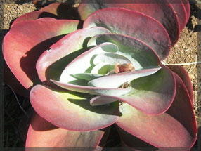 tipuana zulu plant nursery