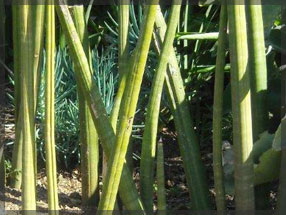 tipuana zulu plant nursery