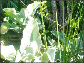 tipuana zulu plant nursery