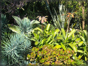 tipuana zulu plant nursery