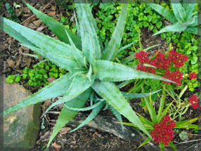 tipuana zulu plant nursery